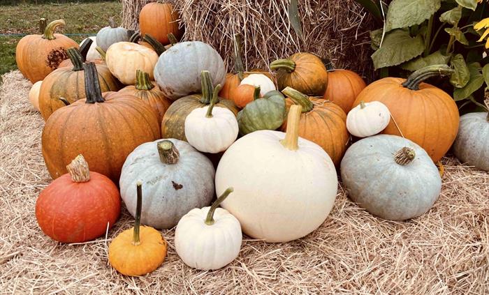 Pumpkin Varieties